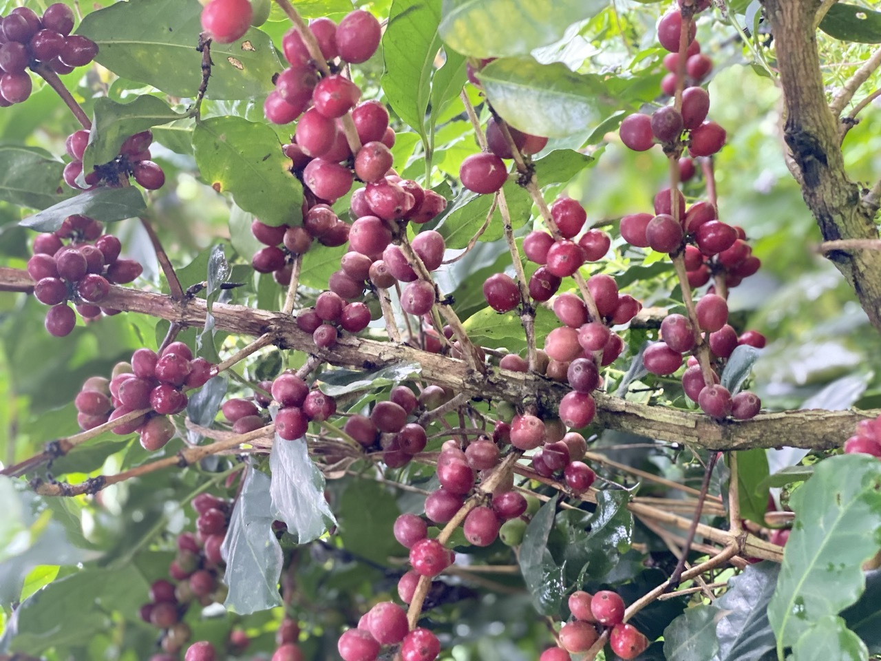 Lợi ích của cà phê với sức khỏe