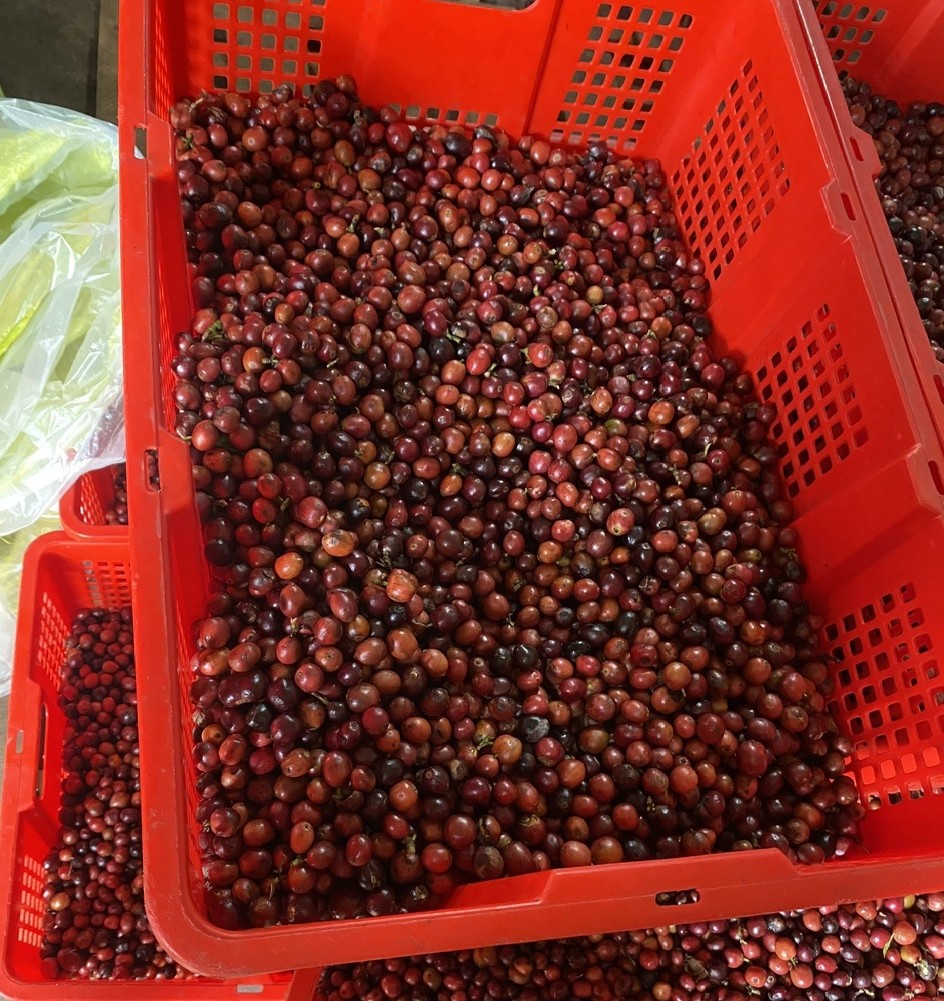 Phương pháp chế biến cà phê nhân Honey- Mật ong