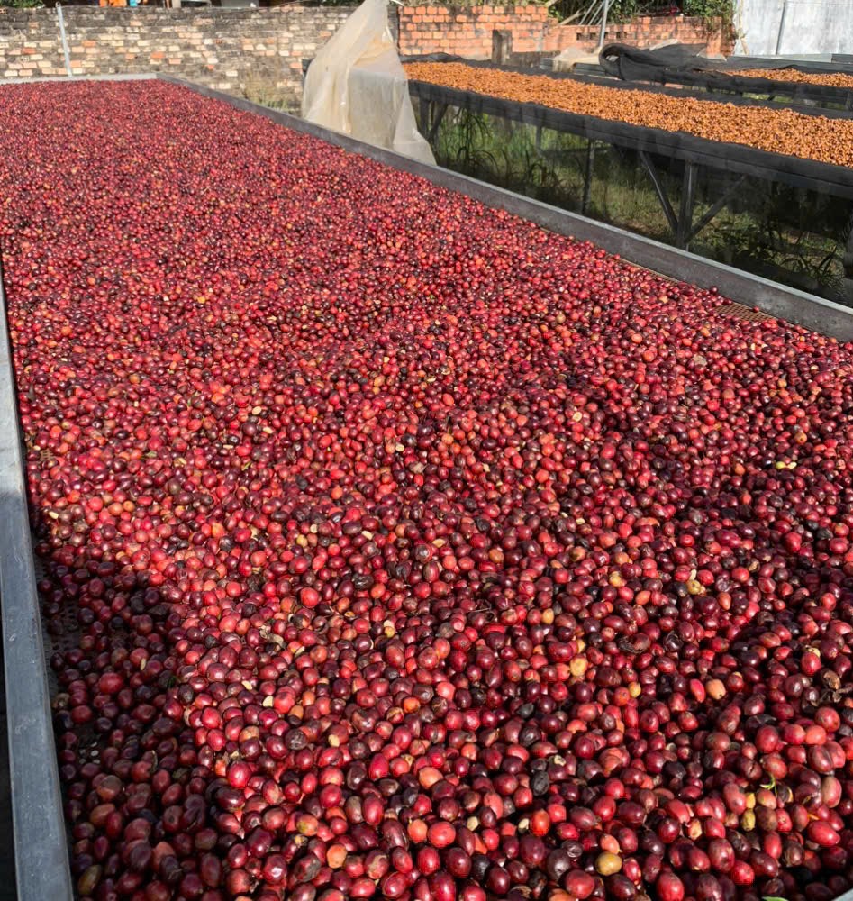 Natural Coffee5